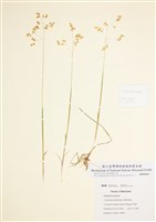 藏品(茅香)的圖片